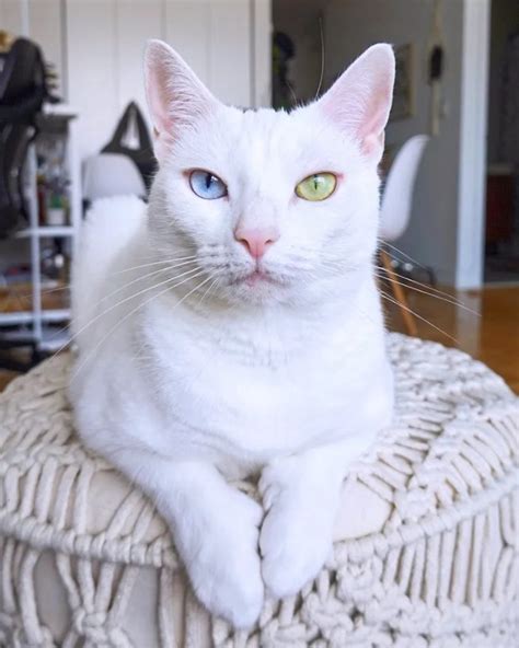 white cats with two different colored eyes|Heterochromia In Cats: Cats With Different Colored Eyes.